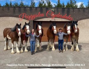 Peggyslea Clydesdales
