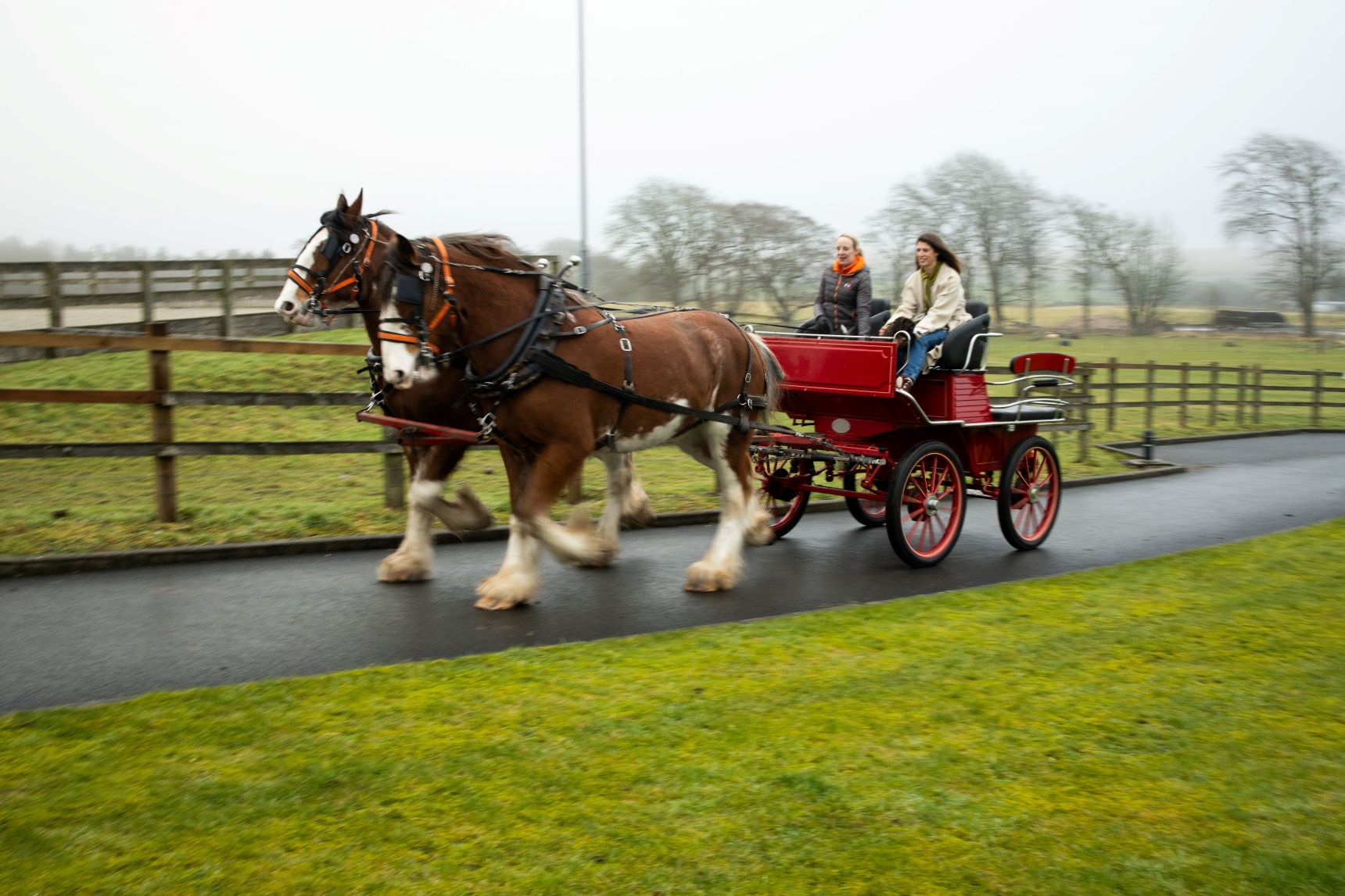 Peggyslea Clydesdales - Explore Midlothian's Hidden Gems