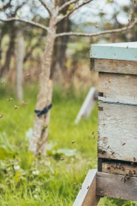 Secret Garden Distillery Bees